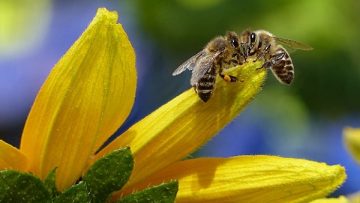 bee