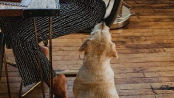 dog