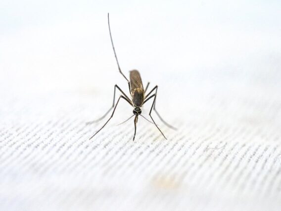Understanding Malaria: Prevention and Treatment Strategies