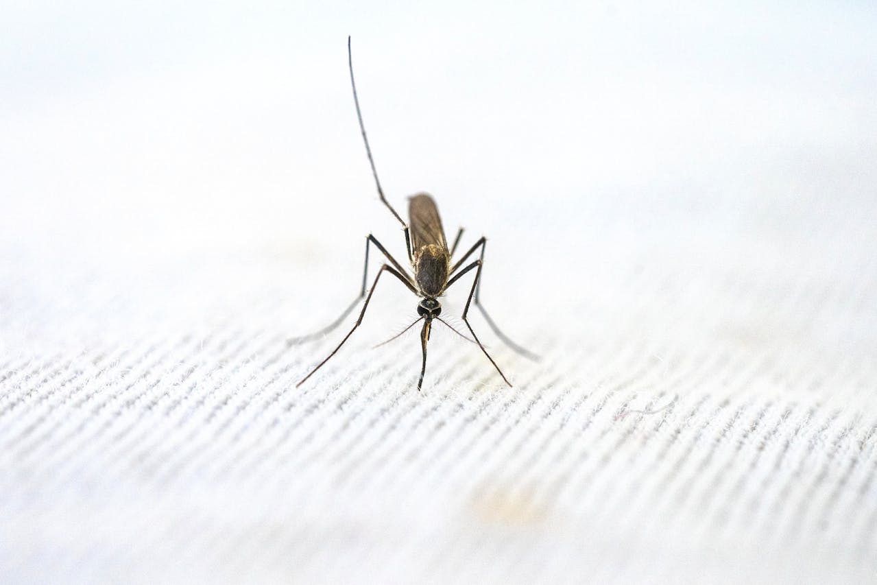 Malaria Prevention and Treatment Strategies